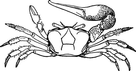 Fiddler-crab | ClipArt ETC