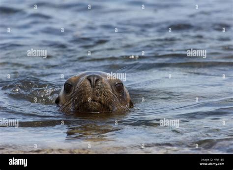 South American Sea Lion (Otaria flavescens) female swimming, Kidney ...