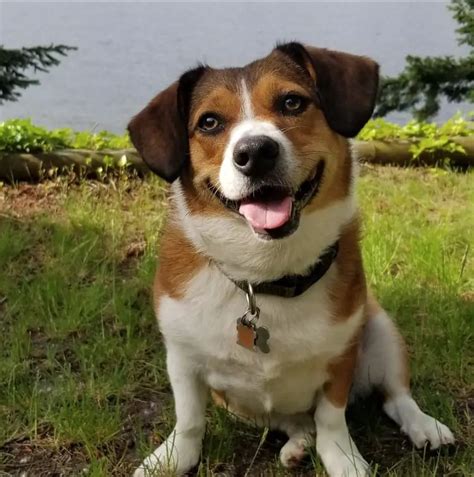 18 Beagles That Are Mixed With Corgis - The Paws