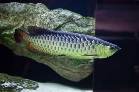 Arowana Care: Compelete Guide on Types, Tank Size, Diet & More