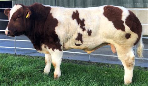 Limerick AI company buys Belgian Blue bull for €52,500