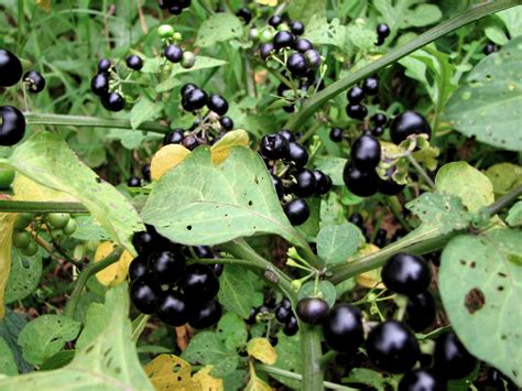 Elkstone Road Edible Garden: Black Nightshade or Wonder Berry