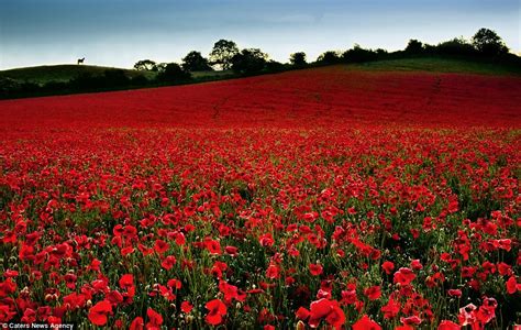 Just in time for Remembrance Day... the most beautiful poppy field photographs | Daily Mail Online