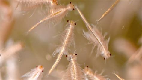 What a Scientist Learned From Studying the ‘Synchronized Swimming of Sea Monkeys’ - The New York ...