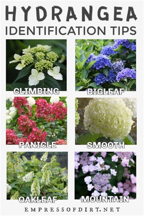 How to Identify Types of Hydrangeas (& Know When To Prune) — Empress of ...