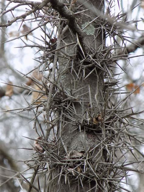 Free picture: Big thorns of acacia tree close-up tree trunk