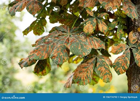 Chestnut Disease. a Closeup of Damaged Leaves Stock Photo - Image of ...