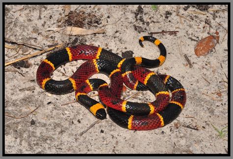 Eastern Coral Snake | Florida Backyard Snakes