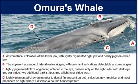 Balaenoptera omurai | Marine Mammal