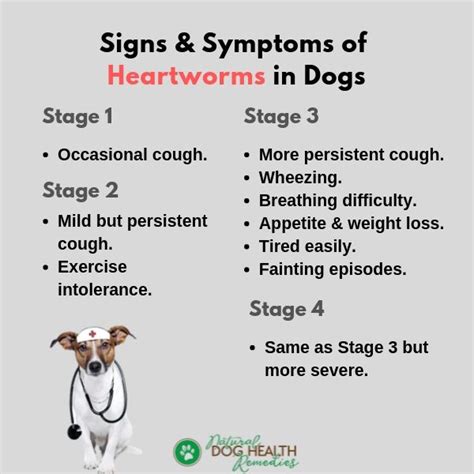 Preventing and Treating Heartworms in Dogs