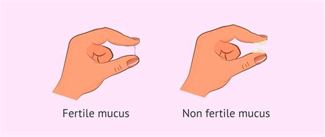 Changes in cervical mucus during the menstrual cycle