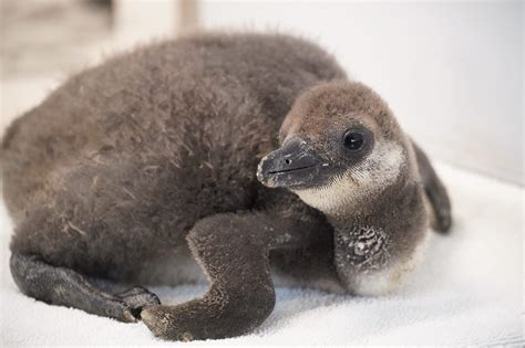 Breeding African Penguins | Tanganyika Wildlife Park