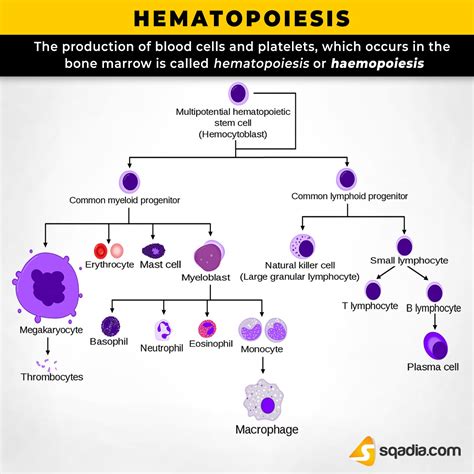 Hematopoiesis Occurs In The Red Bone Marrow Which Is Also Known As Tissue - cloudshareinfo