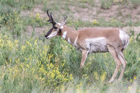 Pronghorn (Antilocapra americana) · iNaturalist