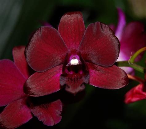 How to Grow: Dendrobium Orchid Care