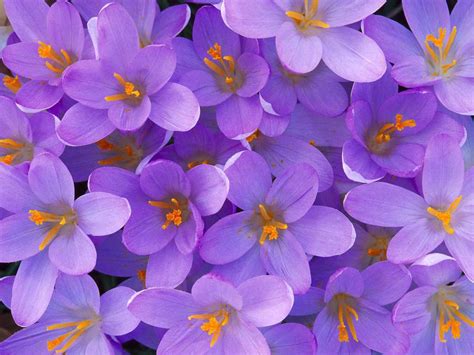 Flower Photos: Light purple flower