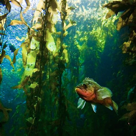 kelp forest monterey bay aquarium - Green Fish Blue Oceans