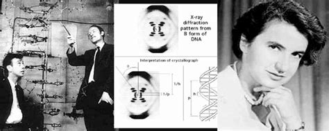 X-ray diffraction images of DNA (central panel) obtained by Rosalind ...