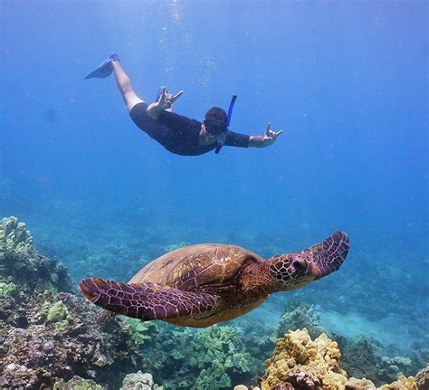 Snorkeling with turtles in Maui | Snorkeling, Molokini, Snorkeling gear