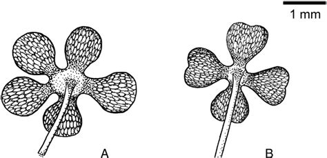 Reconstruction of sporangiophore with sporangia. A. Bowmanites ...