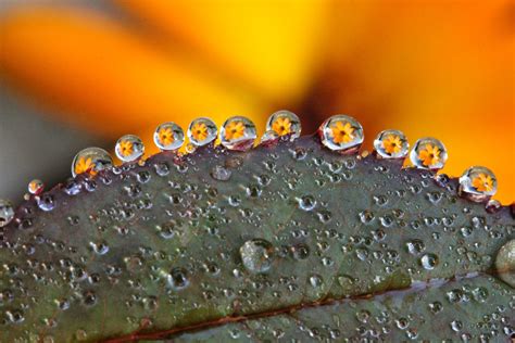 Download Leaf Flower Reflection Macro Nature Water Drop 4k Ultra HD Wallpaper