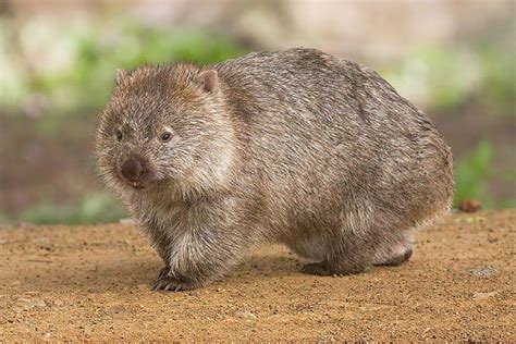 Mammal Of The Month: Wombats – The Western Hemisphere