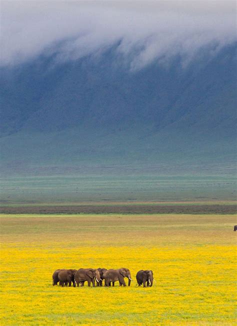 Ngorongoro Conservation Area || Ongeri Expeditions