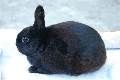 Polish Rabbit Breed Info: Pictures, Traits, & Facts | Pet Keen