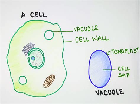 PLANT CELL, DEFINITION, STRUCTURE, TYPES - The Virtual Notebook