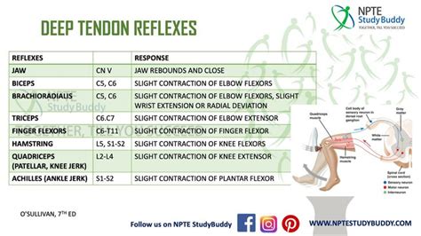 Deep tendon reflex | Physical therapy assistant, Physical therapist assistant, Nursing mnemonics