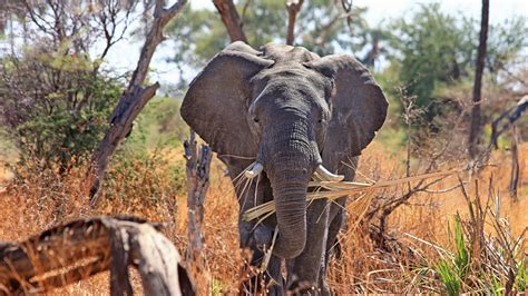 Download wallpaper: Elephant in Okavango Delta 3840x2160