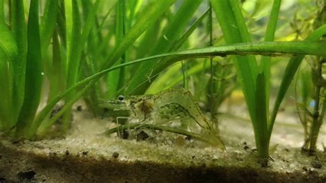 ghost shrimp breeding - YouTube