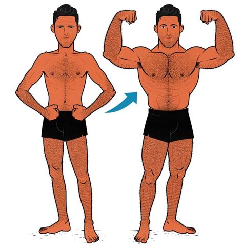 How Age Affects Muscle Growth