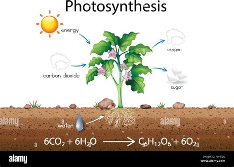 Photosynthesis drawing hi-res stock photography and images - Alamy