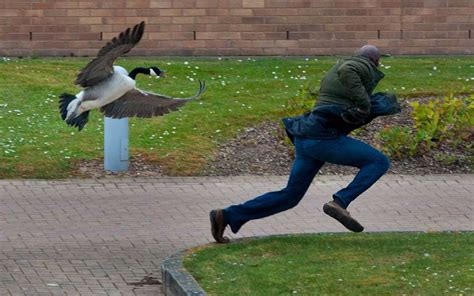 Create meme "goose attack, goose , goose chases" - Pictures - Meme ...