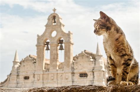 A brief history of domestic cats. | Cat's Pride