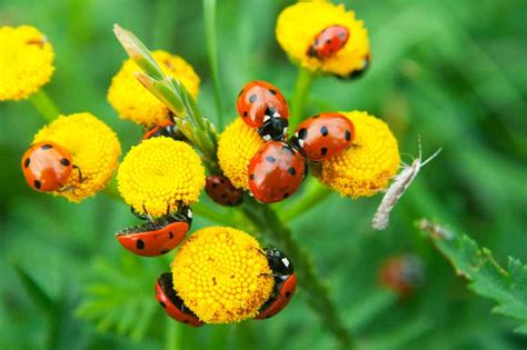 23 Beneficial Insects & Creepy Crawlies Great for Your Garden