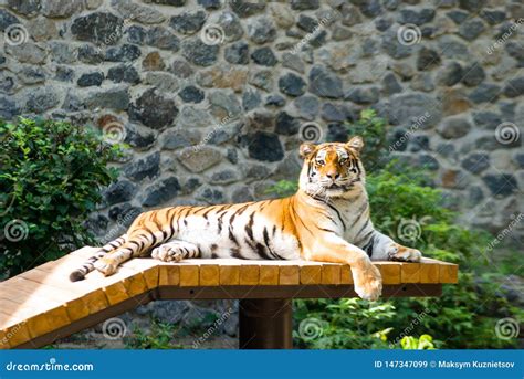 Bengal Tiger Basks in the Sun after Hunting Stock Image - Image of carnivorous, bengali: 147347099