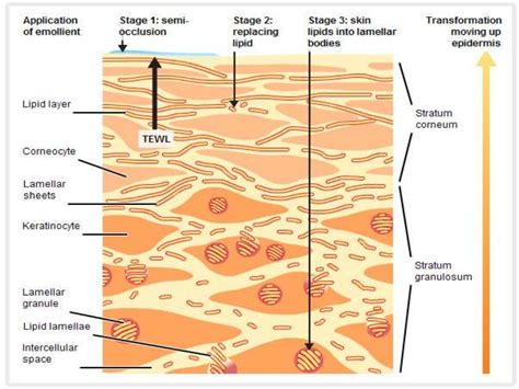 Biology of keratinocytes