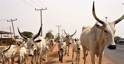 JUST IN: Local Government Councillor declared Wanted for Cattle Rustling