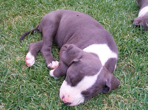 Blue American Staffy Puppies - Orange - Dogs for sale, puppies for sale, Orange - 1593132