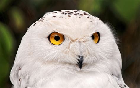 White Owl wallpapers and images - wallpapers, pictures, photos