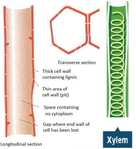 #59 Transport in plants - functions of xylem and phloem | Biology Notes ...