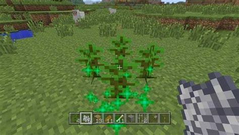 Jungle Sapling Minecraft