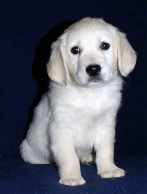 White Golden Retriever Puppy Photos | White golden retriever puppy, Golden retriever white ...