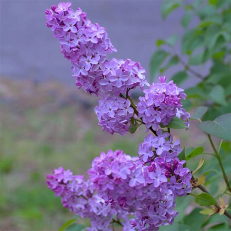 The Secret to Stunning Lilacs: Your Easy Guide to Pruning! - Flower Patch Farmhouse