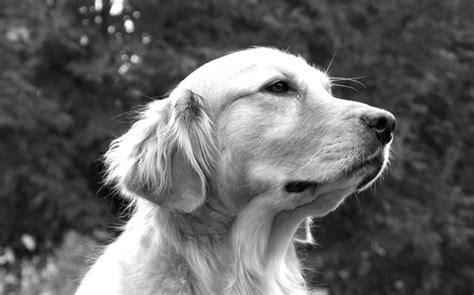 Dog Black And White Photography