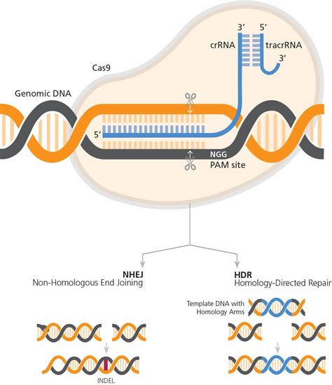 CRISPR Gene Editing Explained