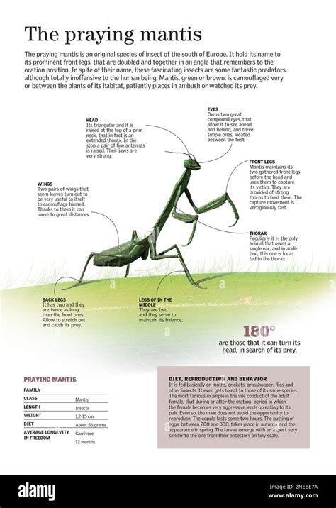 Infographic about the morphology and main characteristics of the ...