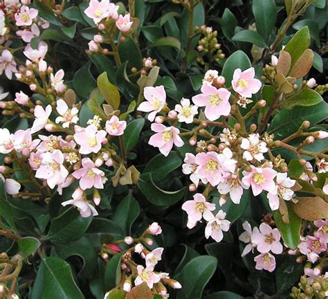 Dwarf Pink Indian Hawthorn | Calloway's Nursery